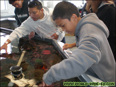 Evan, Travis and Chris getting hands-on with the sea life [Photo Credit: Andi Kubota]
