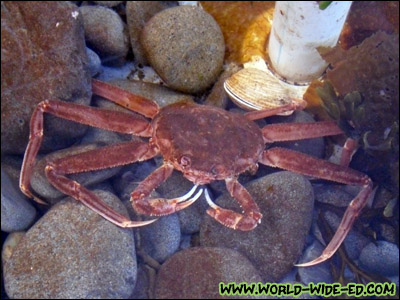 Crab at the Sheldon Jackson College Hatchery and Aquarium [Photo Credit: Lee Kojima]
