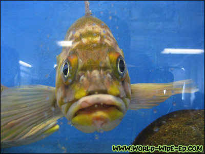 Face to face with a fish at the Sheldon Jackson College Hatchery and Aquarium