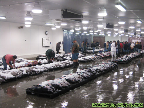 Auction floor at the United Fishing Agency fish auction [Photo Credit: Arthur Betts]