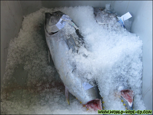 Fish kept under ice in delivery bins [Photo Credit: Arthur Betts]