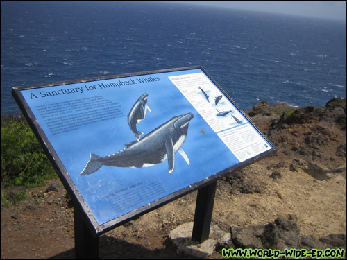 Whale lookout point