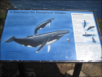 Whale details posted at whale watching point