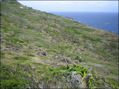 scenic views and strange plant life