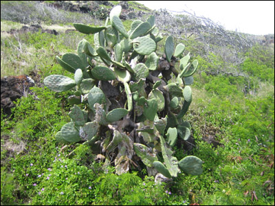 scenic views and strange plant life