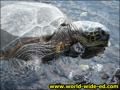 Endangered sea turtle