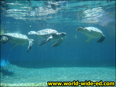 Maui Ocean Center - Turtle Lagoon
