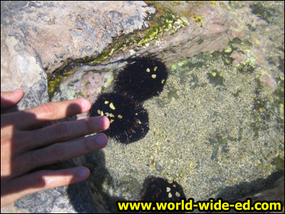 Maui Ocean Center - Tide Pool