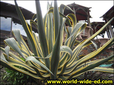 Garden at Kula Lodge & Restaurant