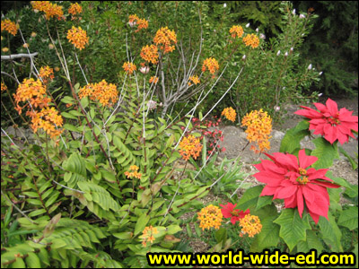 Garden at Kula Lodge & Restaurant