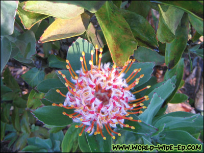 Flower at Sunrise Protea Farm