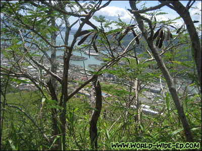 Your view of Hawaii Kai is partially obstructed by shrubbery.