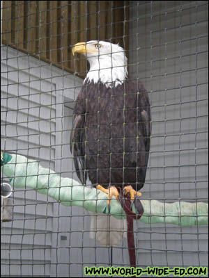 Eagle at the Alaska Raptor Rehabilitation Center [Photo Credit: Andi Kubota]