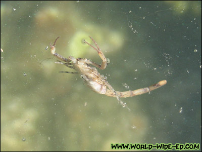 My buddy, the little scorpion, floating around in one of the Hulopo`e Bay's Tide Pools