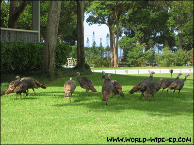 Turkeys on the Lodge at Koele grounds