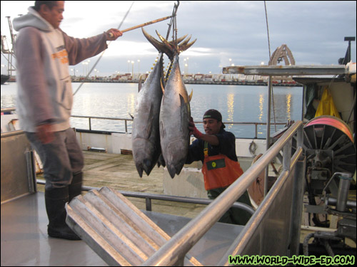 Loading their fish into the cart [Photo Credit: Arthur Betts]