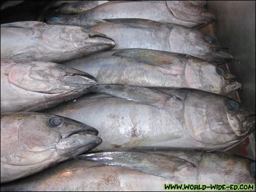 Ahi loaded up in cart [Photo Credit: Arthur Betts]