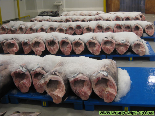 Lineup of swordfish, ready to be shipped away [Photo Credit: Arthur Betts]