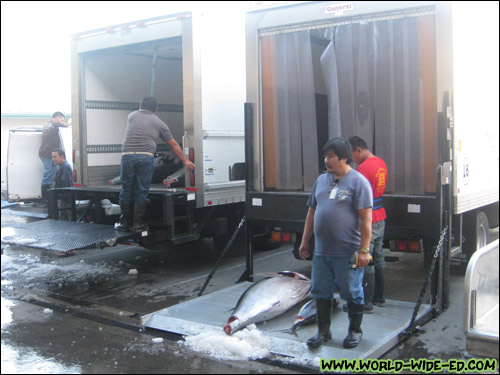 Refrigerated delivery trucks receive the fish that was just purchased [Photo Credit: Arthur Betts]