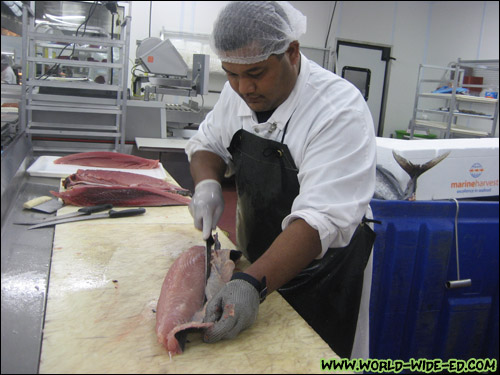 Preparing the fish for display