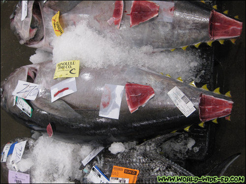 The tail cut, wedge cut, and anterior coring shows buyer the quality of the fish [Photo Credit: Arthur Betts]