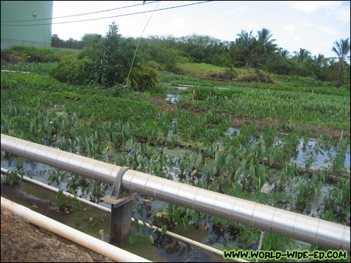 Taro patch/field