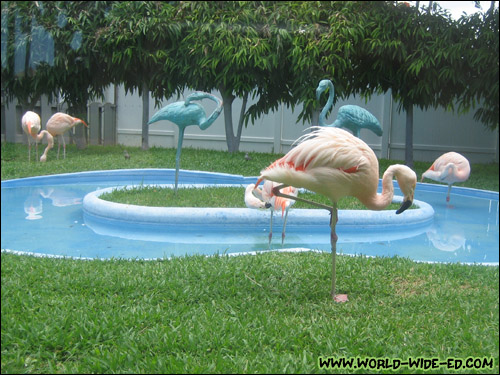 Flamingo area near the Kona Pool