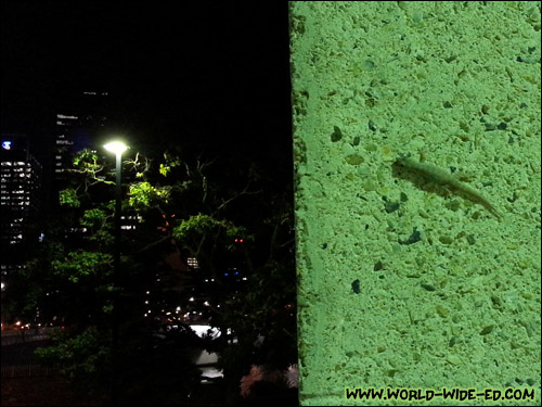 Getting reminiscent of Hawaii: here's a gecko sighting. I wonder if it has an Australian accent too? 8)