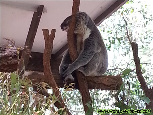 Sleeping koala