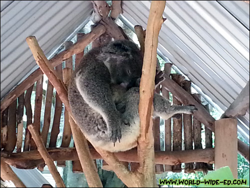 Another sleeping koala