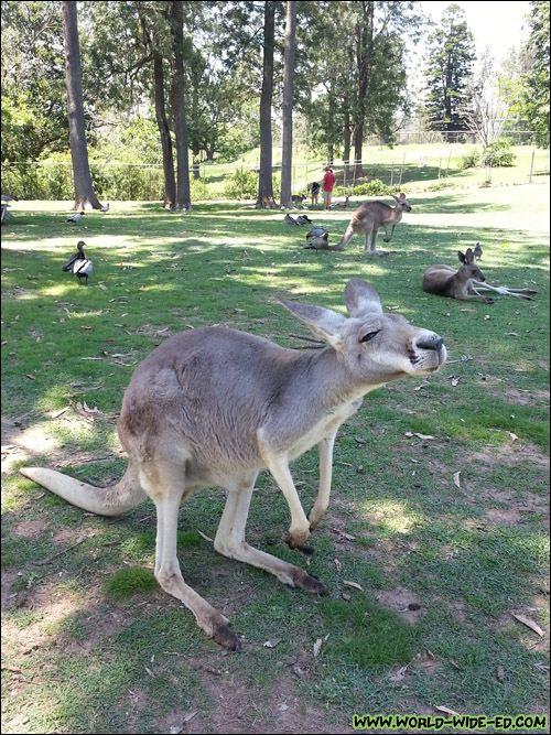 This kangaroo smells the feed in my hand. Whatchu t'ink?