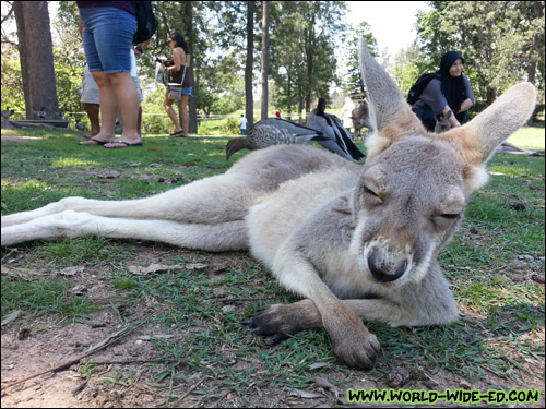 Cute baby kangaroo just lounges around next to me