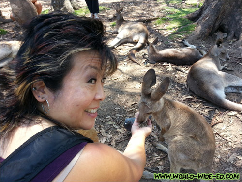 Melissa feeds a baby kangaroo