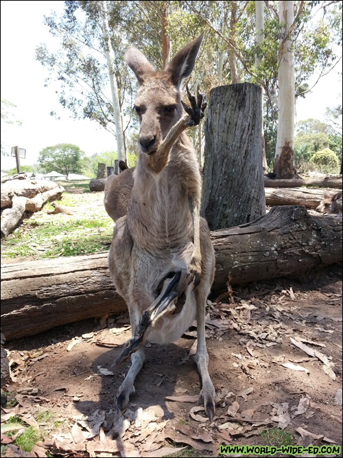 This was quite an interesting scene. It appeared to be a baby kangaroo resting in his mommy's pouch