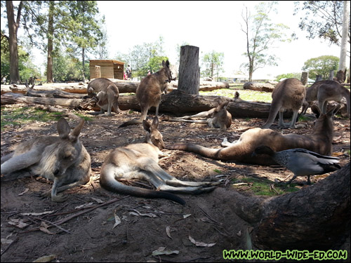 Group of kangaroos just kickin' it. Kickin' it... get it? :P